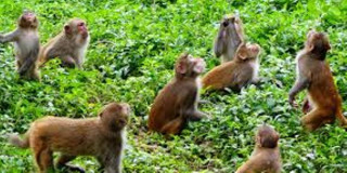 बाँदर नियन्त्रणका लागि फलफूल खेती