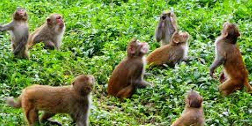 बाँदर नियन्त्रणका लागि फलफूल खेती