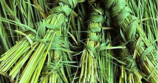 कुशे औँसी (गोकर्णे औँसी), पितृ सम्मान दिवस