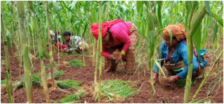      गाउँमा कोदो खेती घट्दै, सहरमा महत्व बढ्दै 