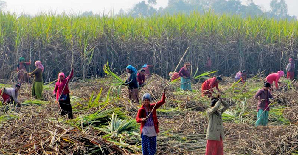    उखु किसानले अनुदानबापतको २९ करोड पाएनन्  