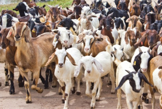 बराहपोखरीबाट रु एक करोड ७५ लाखको खसी बिक्री 