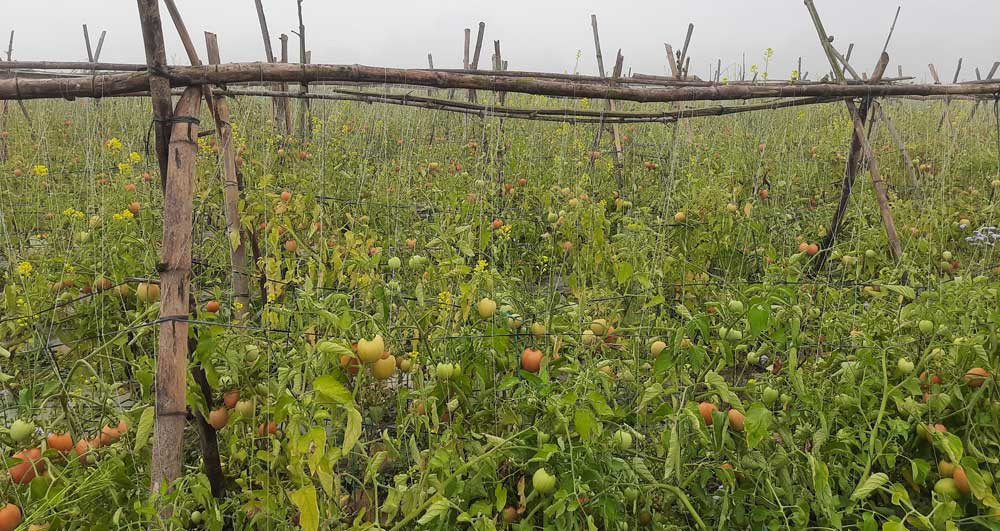 स्वदेशमा नै मिहिनेत गरे पैसा कमाउन  विदेश जानु पर्दैन