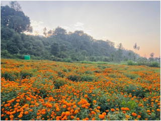 सयपत्री फूलखेतीको लागि ‘हब’ बन्दै तनहुँ  