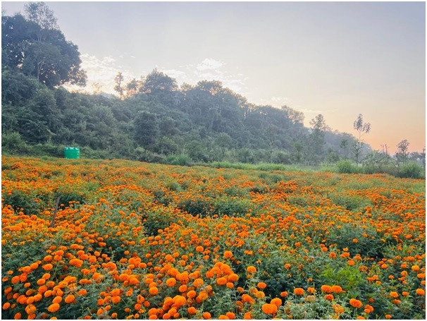 सयपत्री फूलखेतीको लागि ‘हब’ बन्दै तनहुँ  