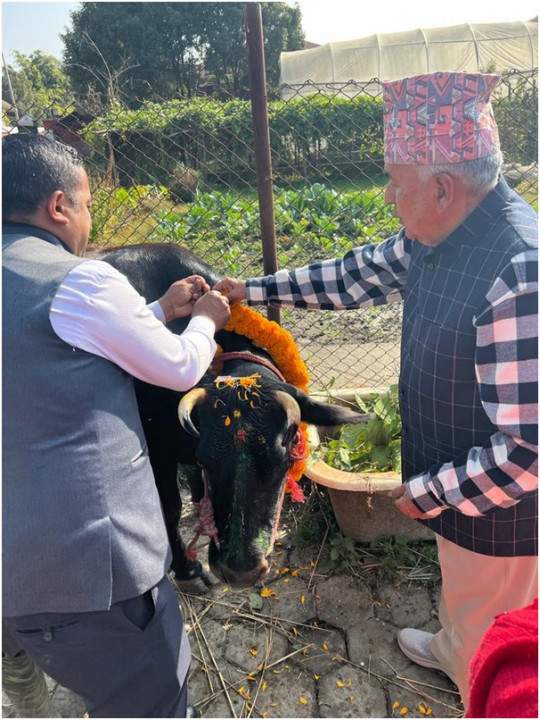 आज गाई पूजा 