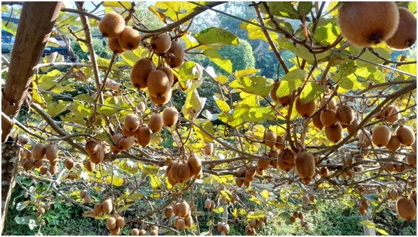 वैकल्पिक खेतीको रुपमा विस्तार हुँदै किवी खेती 