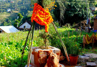 हरि बोधिनी एकादशी : तुलसी र दामोदरको विवाह गरिँदै 
