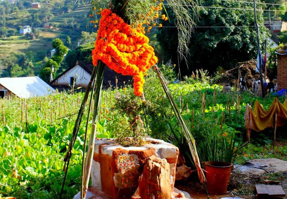 हरि बोधिनी एकादशी : तुलसी र दामोदरको विवाह गरिँदै 