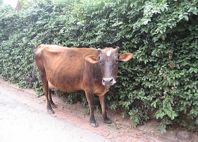 रबिनालाई तिम्ल्याहा शिशु हुर्काउन कठिनाइ, पालिकाले दियो लहिनो गाई