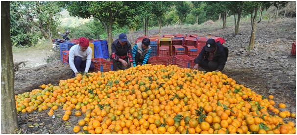 गाउँमा करोडौँको सुन्तला, बजार पुर्‍याउन गाह्रो  