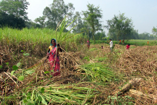 उखुको मूल्य निर्धारणप्रति किसान असहमत 