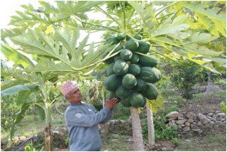 मेवा बेचेर मासिक डेढ लाखआम्दानी 