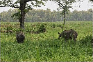 हात्तीमैत्री बन्यो बाहुनडाँगी   