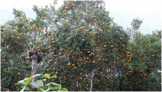 एउटै वडामा करिब तीन करोडको सुन्तला उत्पादन 