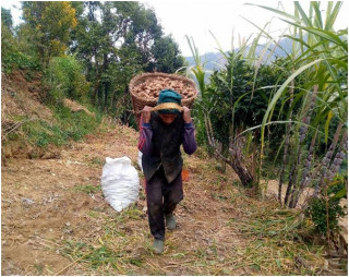 छ करोडभन्दा बढीको अदुवा गाउँबाटै बिक्री   