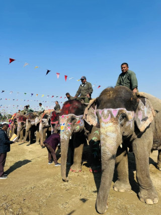  सेल्फीकलीलाई हात्ती सुन्दरीको उपाधि 
