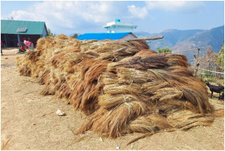 अम्रिसो बेचेर तीन करोड बढी आम्दानी   