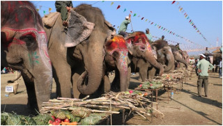 सौराहामा हात्तीको वनभोज   