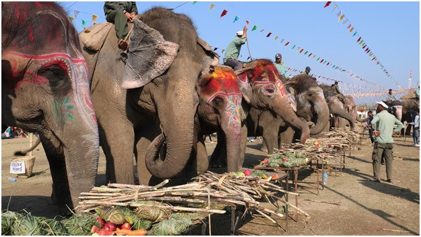 सौराहामा हात्तीको वनभोज   