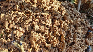  रोगले अदुवा सखाप, विकल्प खोज्दै किसान  