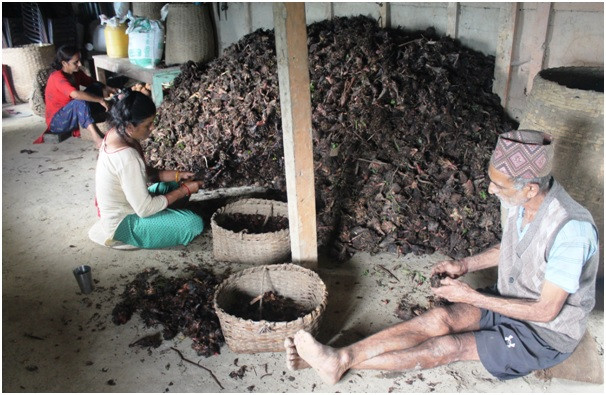 अलैँचीको भाउ तेब्बर बढ्यो 