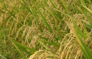 यस वर्ष ५७ लाख २४ हजार मेट्रिक टन धान फल्यो 
