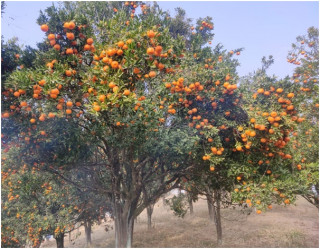 खोटाङबाट रु ३६ करोड बढीको सुन्तला उत्पादन