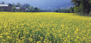 देशैभरि जान्छ चितवनको तोरीको तेल  