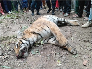  कैलालीमा पाटेबाघ मृत फेला  
