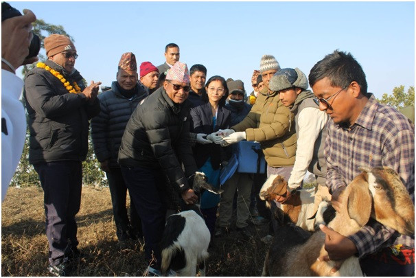  कर्णालीमा १४ लाख भेडाबाख्रामा पिपिआर खोप अभियान 