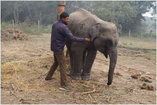 गजराज ‘शेषचन्द्र’को तालिम पू्रा, अब पर्यटक घुमाउने