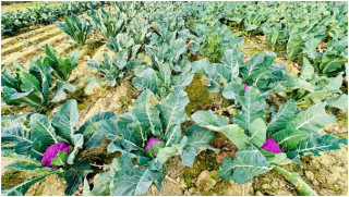 लहानका किसान रतन साहले फलाए रङ्गीन काउली 