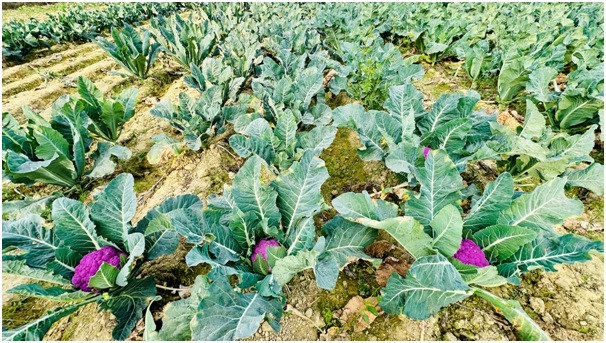 लहानका किसान रतन साहले फलाए रङ्गीन काउली 