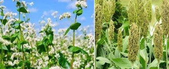 उदयपुरका पहाडी क्षेत्रमा जुनेलो, फापर र गहत लोप हुँदै