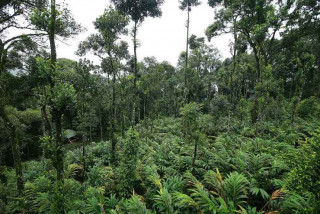      नेपालको ‘तराई भू–परिधि’ विश्व सूचीमा समावेश 