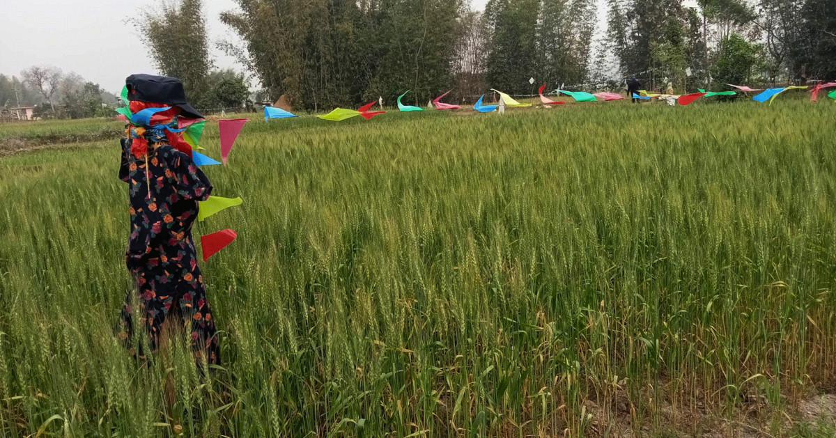वन्यजन्तुबाट बाली जोगाउन ‘धुआ’ र ‘बिजुली’