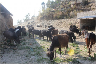 गौशालामा सीमित भए रैथाने गाई  