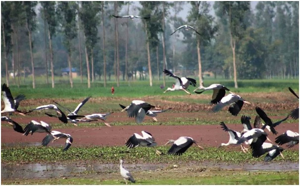 संरक्षणको प्रतीक्षामा पर्यापर्यटनको अनुपमस्थल पुरैनी ताल  