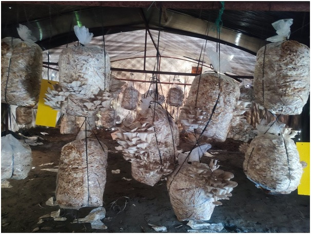 विद्यालय परिसरमै च्याउ र तरकारीखेती : पढ्दै कमाउँदै विद्यार्थी   