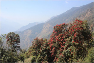 टोड्केमा ढकमक्क लालीगुराँस फुलेपछि ...   