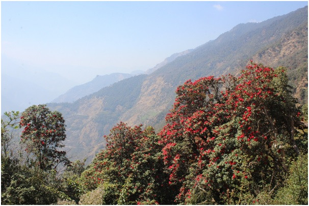 टोड्केमा ढकमक्क लालीगुराँस फुलेपछि ...   