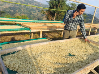 कफीखेतीबाट वार्षिक रु १३ लाख आम्दानी