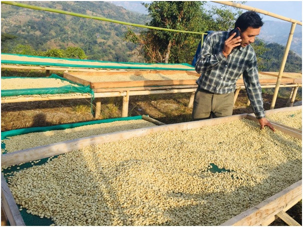 कफीखेतीबाट वार्षिक रु १३ लाख आम्दानी