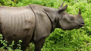 बर्दियामा वयस्क गैँडा मृत फेला