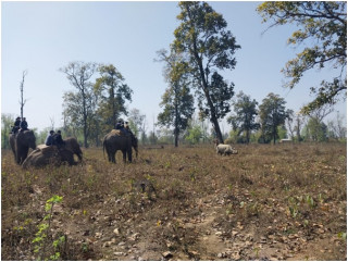 कावासोतीबाट गैँडा स्थानान्तरण