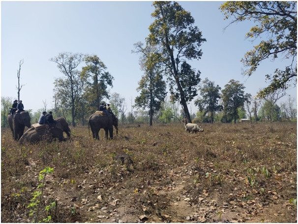 कावासोतीबाट गैँडा स्थानान्तरण