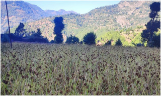 रैथाने बाली संरक्षण गर्दै कृषि ज्ञान केन्द्र