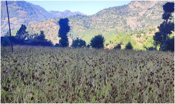 रैथाने बाली संरक्षण गर्दै कृषि ज्ञान केन्द्र