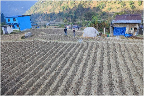  किसानलाई आलु खेतीतर्फ आकिर्षत गर्न क्षेत्र विस्तार 
